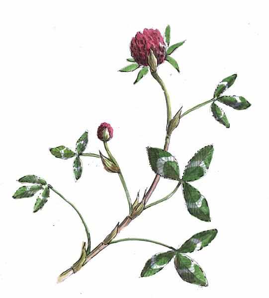 Red Clover.jpg - "Red Clover" - by Jackie Hunt